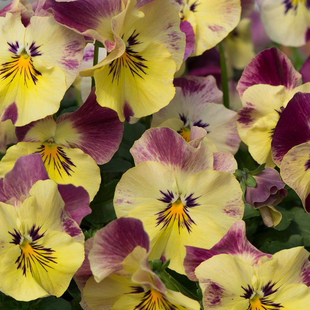 Pansy Cool Wave 'Strawberry Swirl' X6