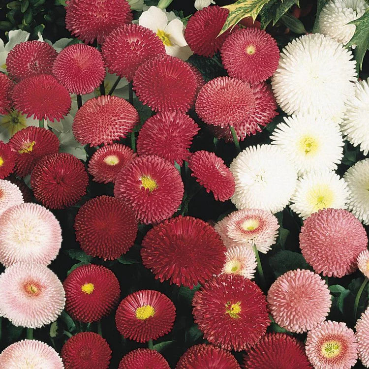 Bellis Perennis 'Tasso Mix' X12