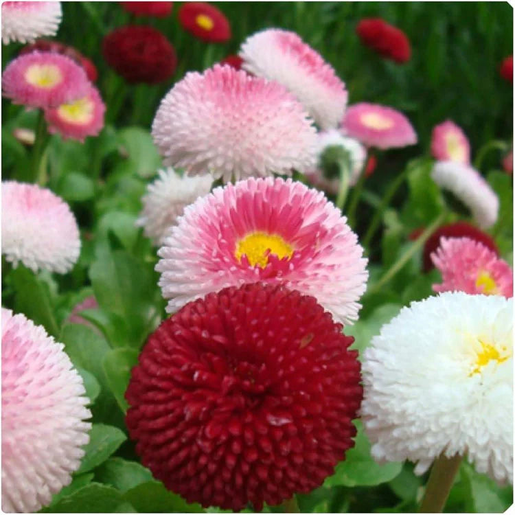 Bellis Perennis 'Tasso Mix' X12