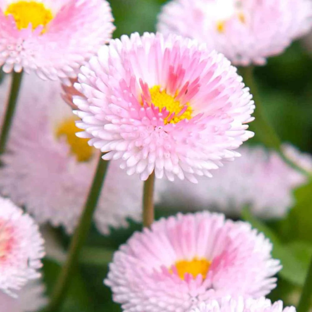 Bellis Daisy Tasso 'Pink' X12