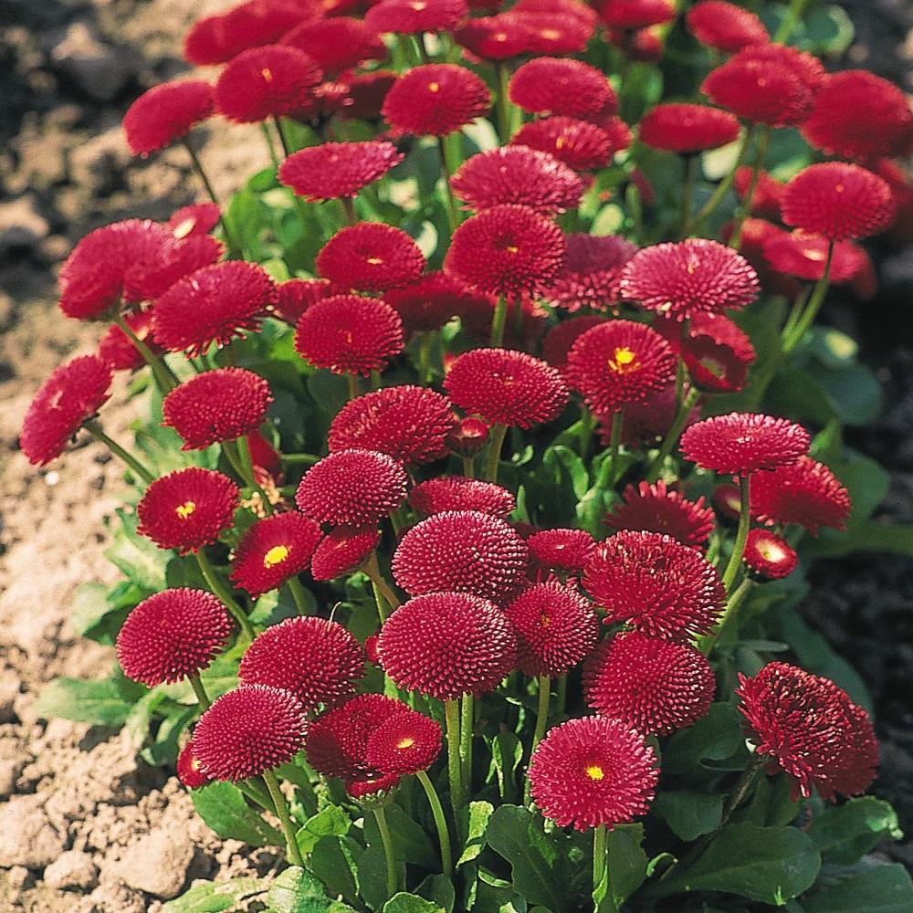 Bellis 'Tasso Red' X24