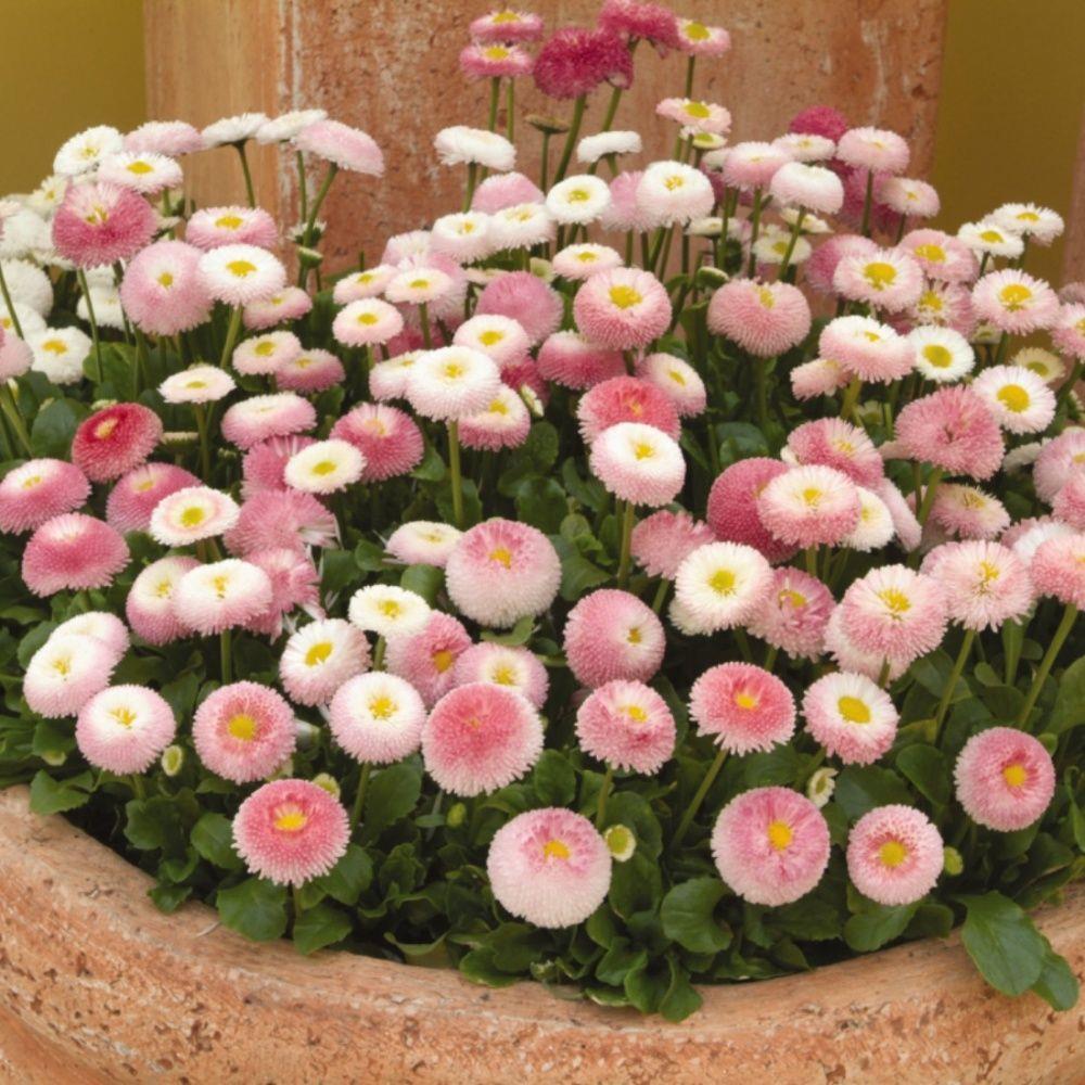 Bellis 'Tasso strawberries & cream' X24