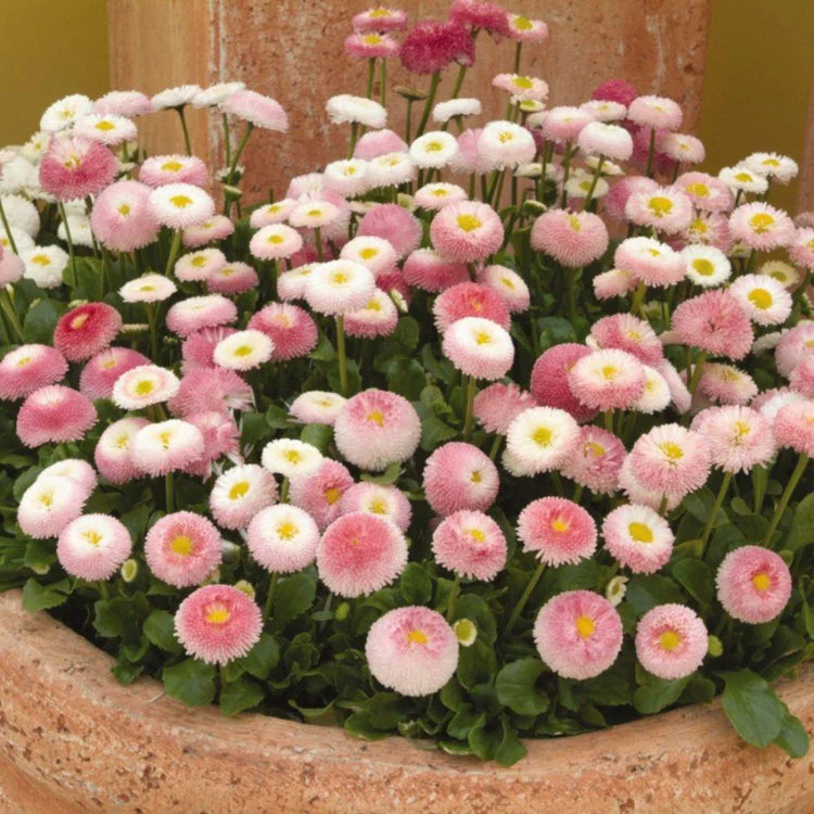 Bellis Perennis 'Tasso Strawberries and Cream' X12