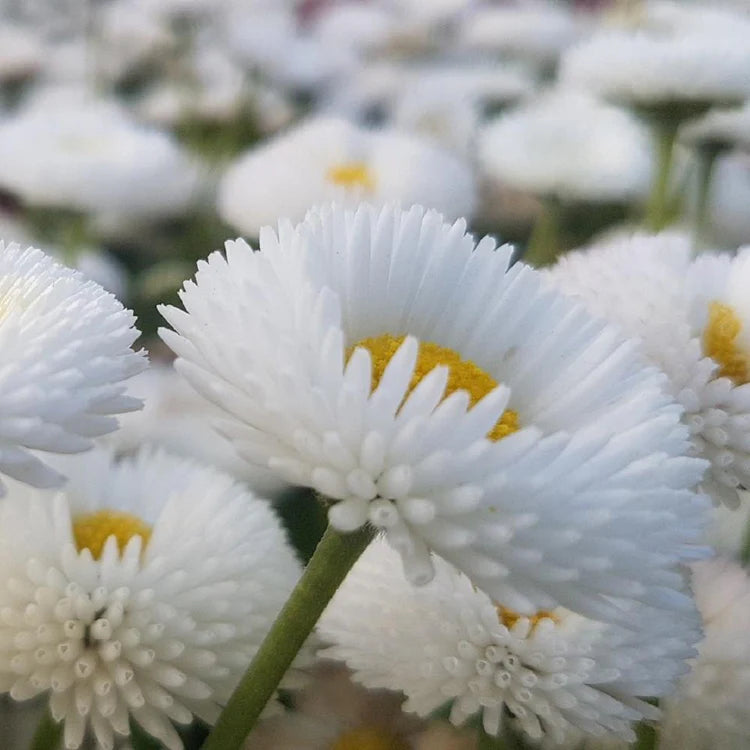Bellis Perennis 'Tasso White' X12