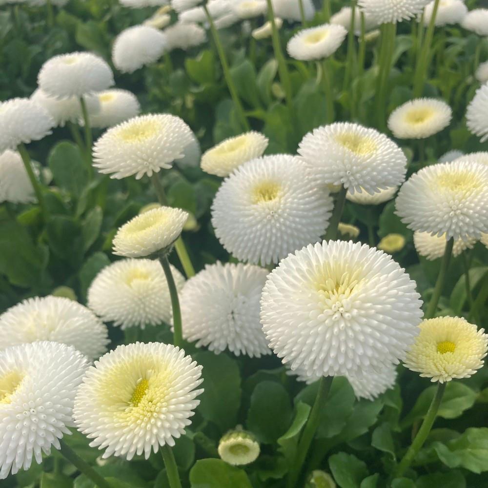 Bellis 'Tasso White' X24