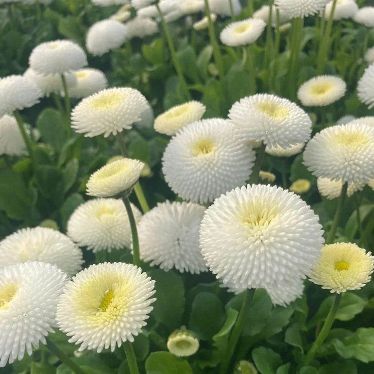 Bellis Perennis 'Tasso White' X12