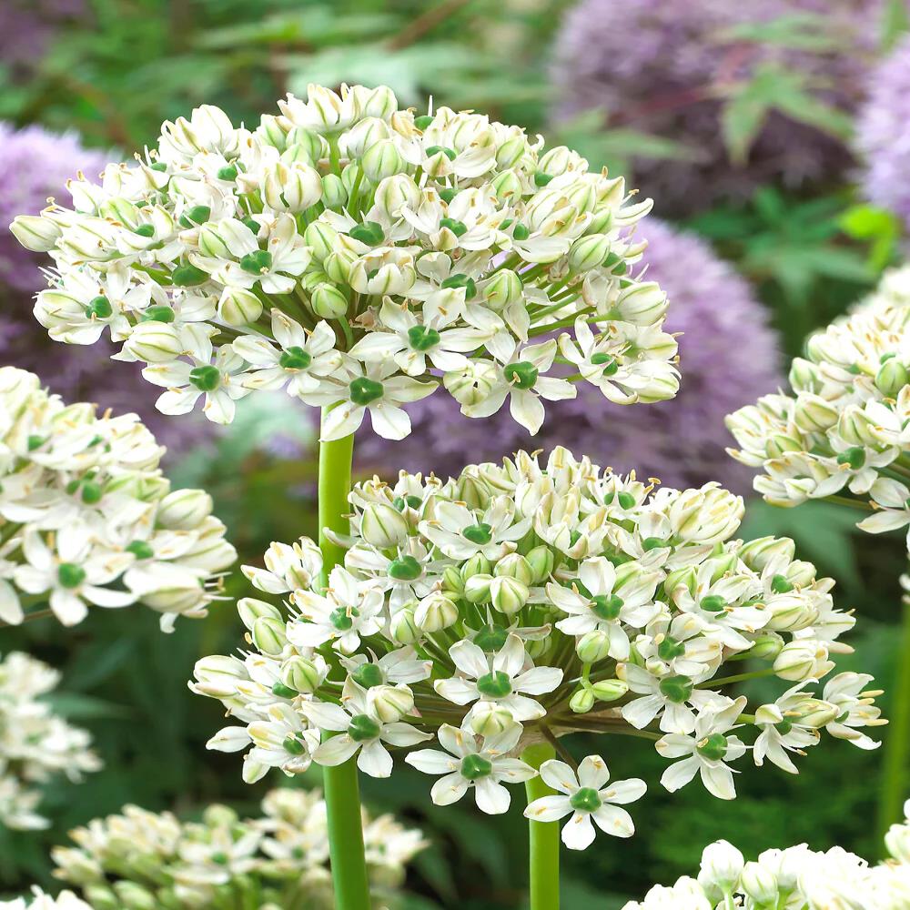 Allium Nigrum White