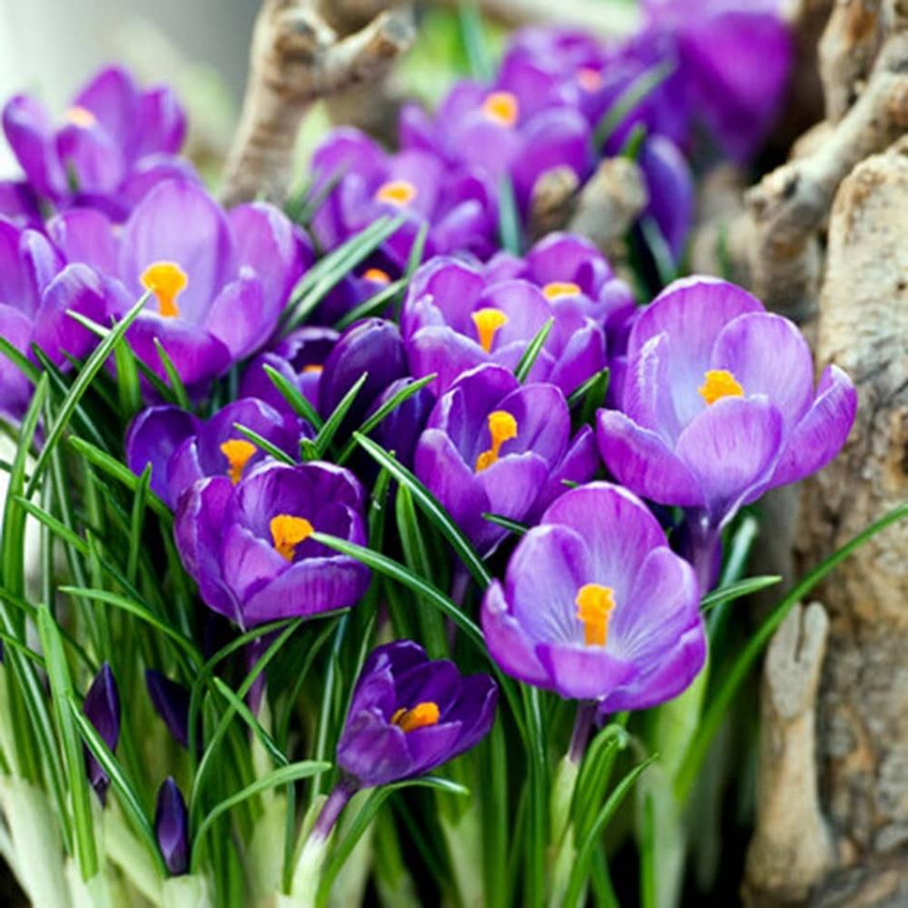 Crocus 'Flower Record'