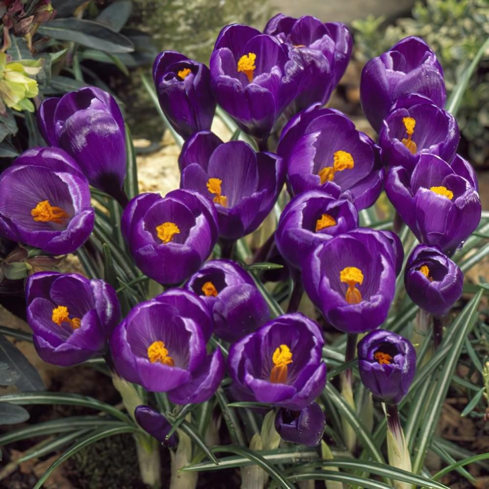 Crocus 'Flower Record'