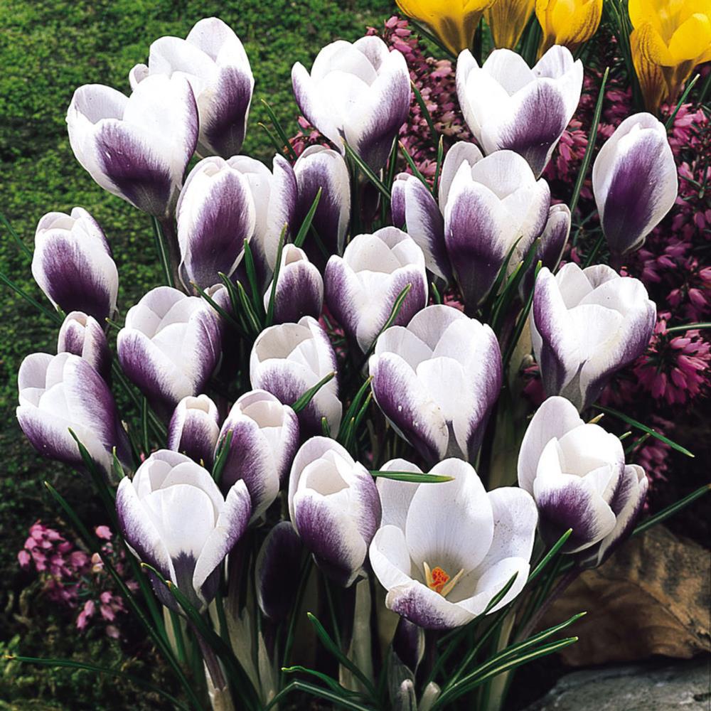 Crocus Chrysanthus 'Prins Claus'