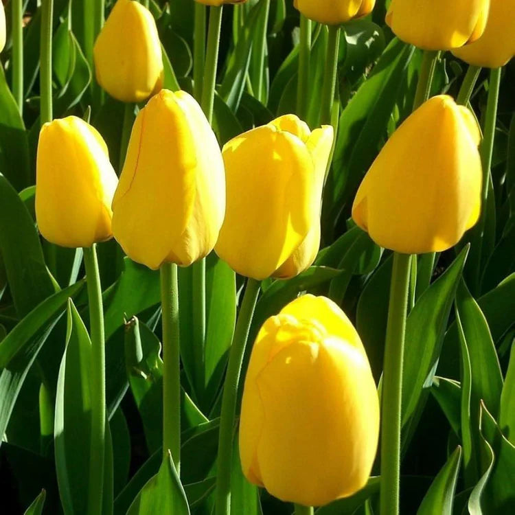 Tulip Red, Yellow and White Mix Triumph Tulips X30