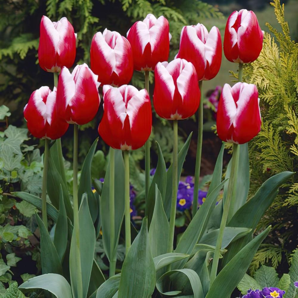 Tulip Triumph 'Leen Van Der Mark' X30