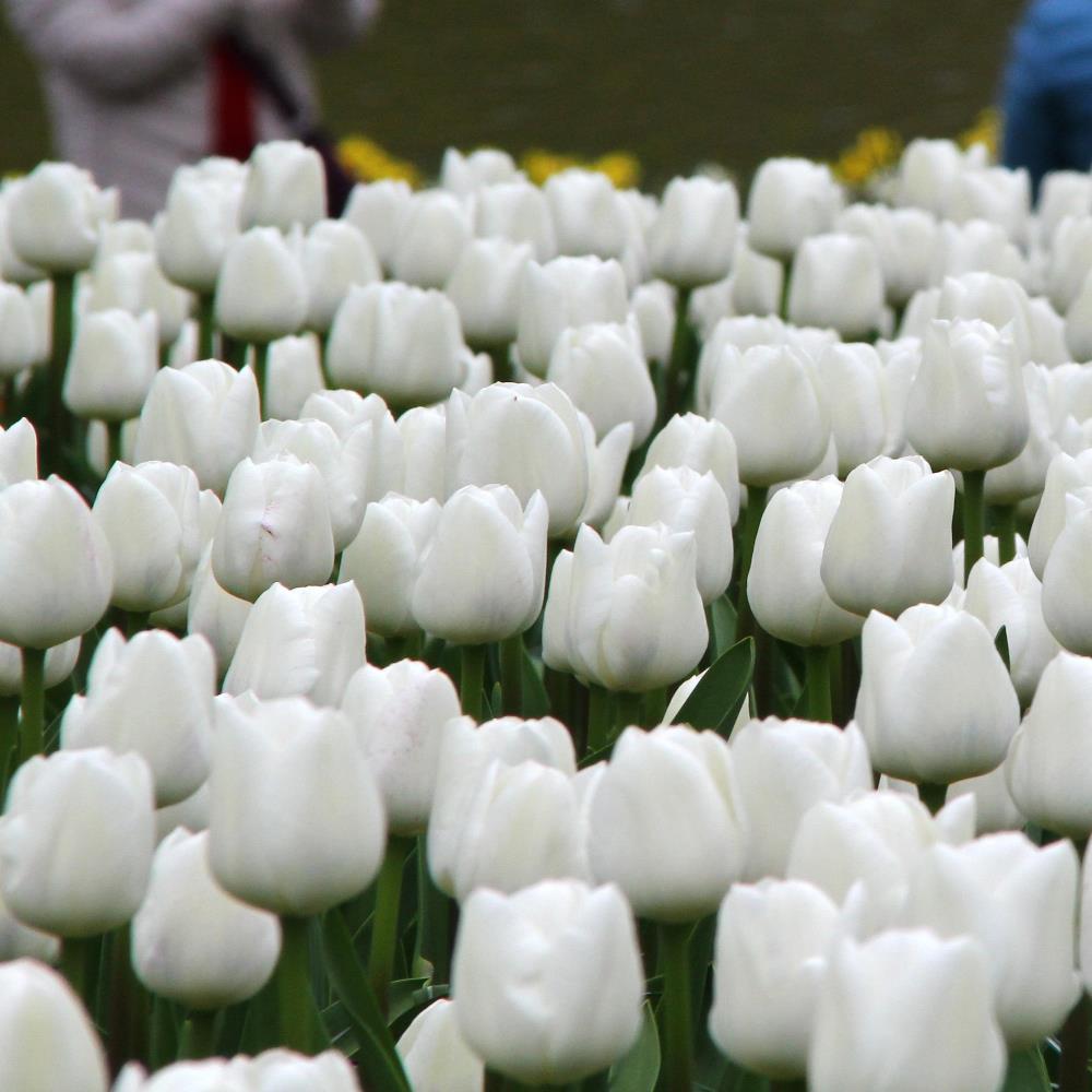 Tulip White Dream