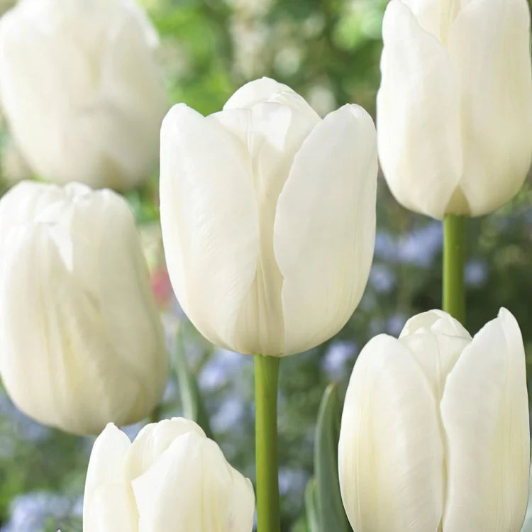 Tulip Triumph Purple and White Mix Tulips X50