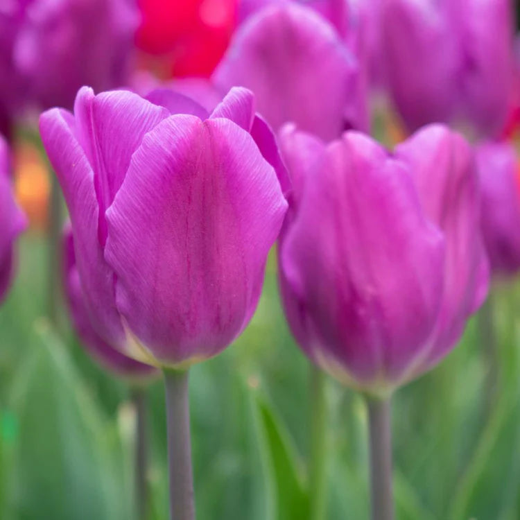 Tulip Triumph 'Purple and Pink Mix' X50