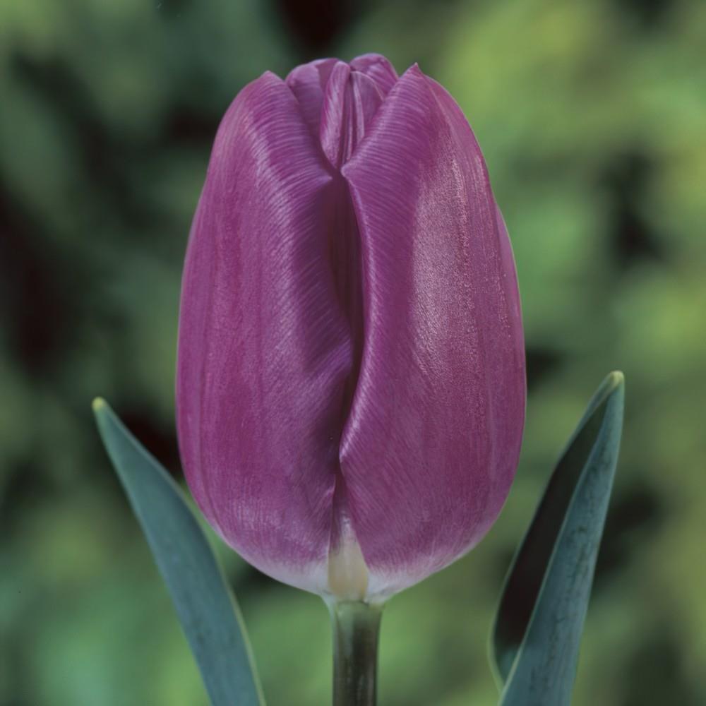 Tulip 'Purple Flag'