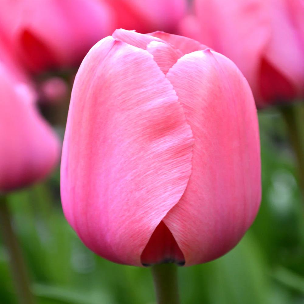 Tulip 'Pink Impression'