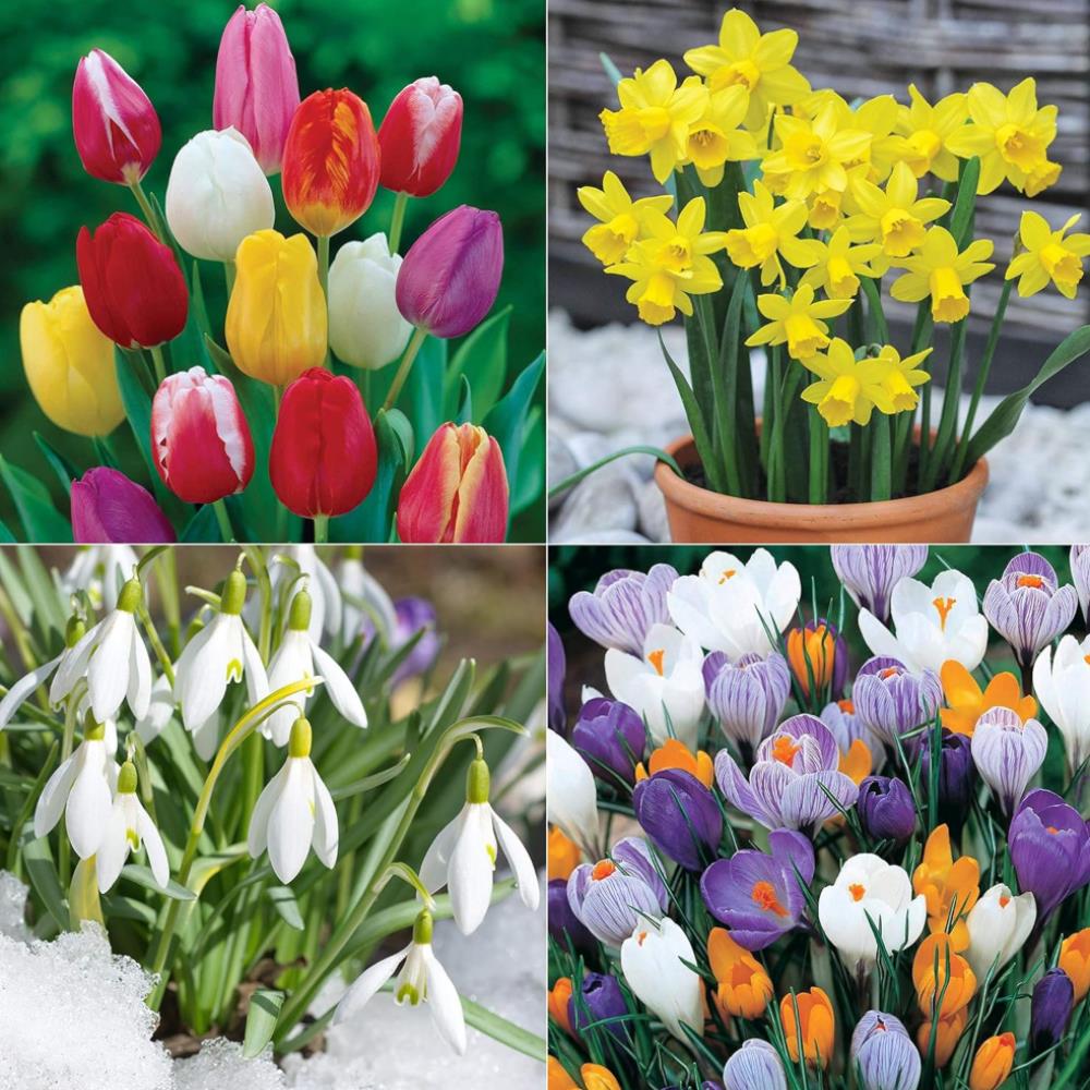 Spring Bulb Sets Traditional Spring Flowering Garden Bulb Mix X100 – Growtanical