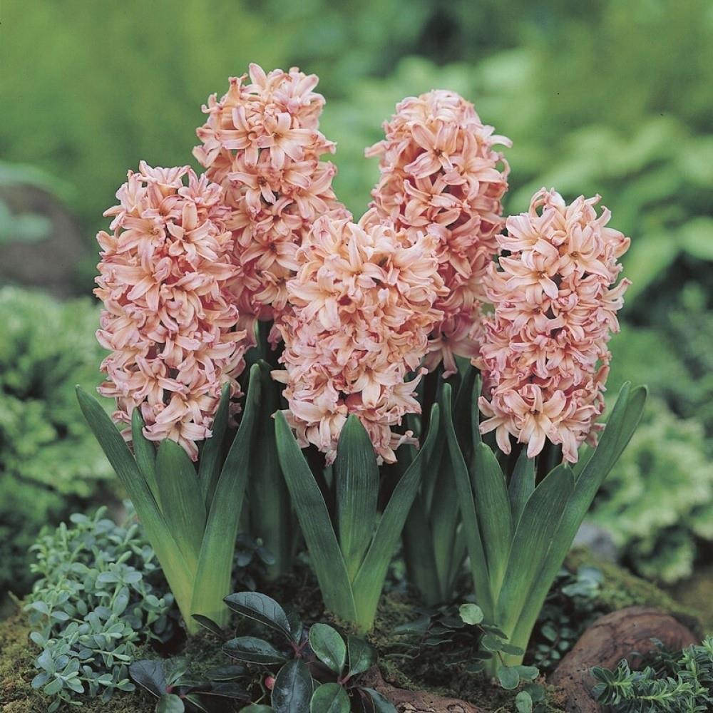 Hyacinth 'Gipsy Queen' X10