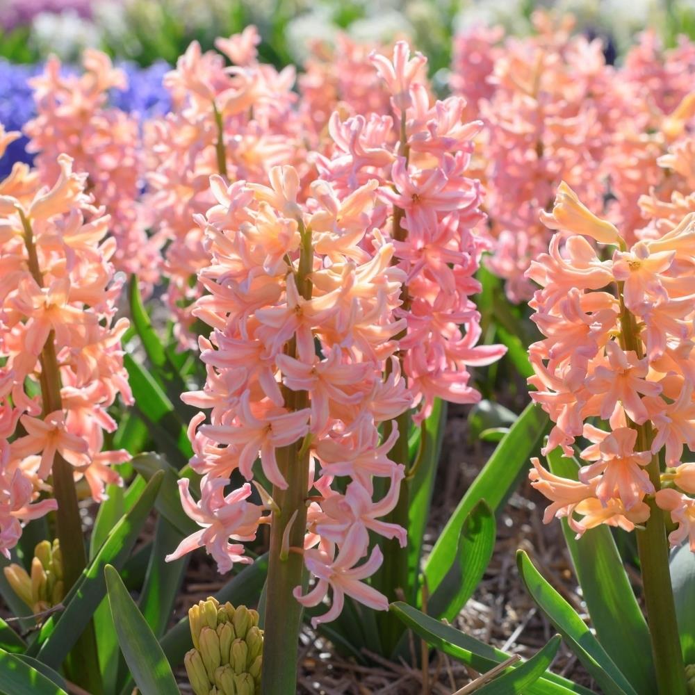 Hyacinth 'Gipsy Queen' X10