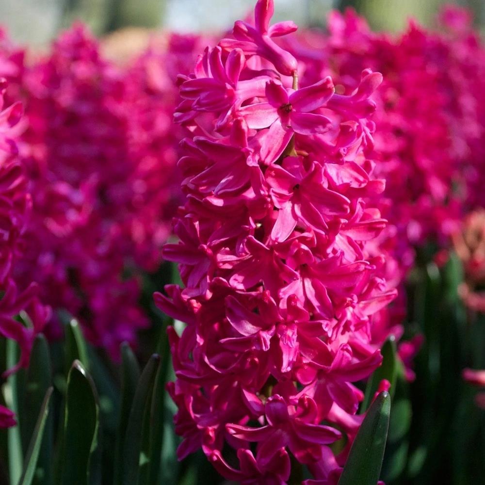 Hyacinth 'Jan Bos' X10