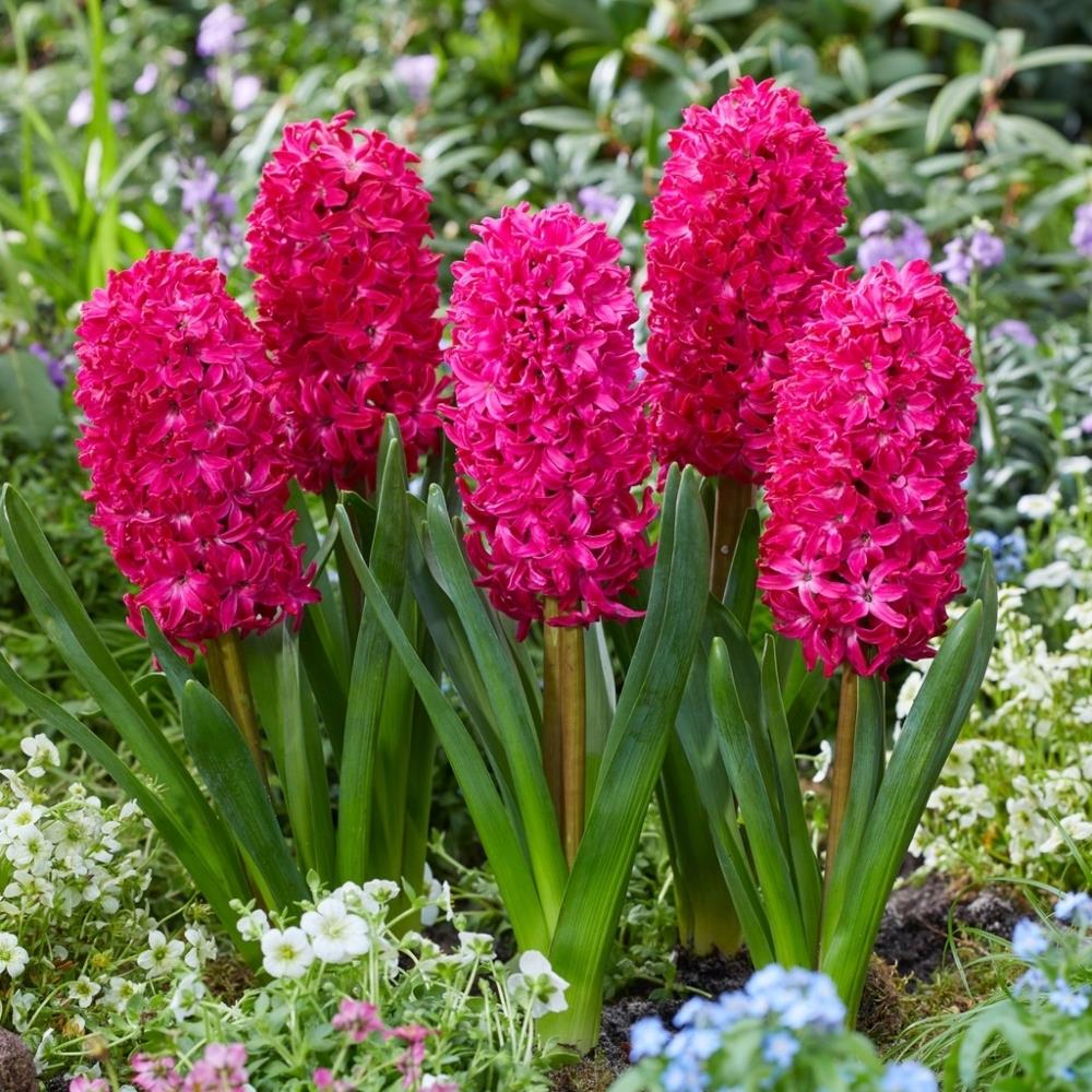 Hyacinth 'Jan Bos' X10