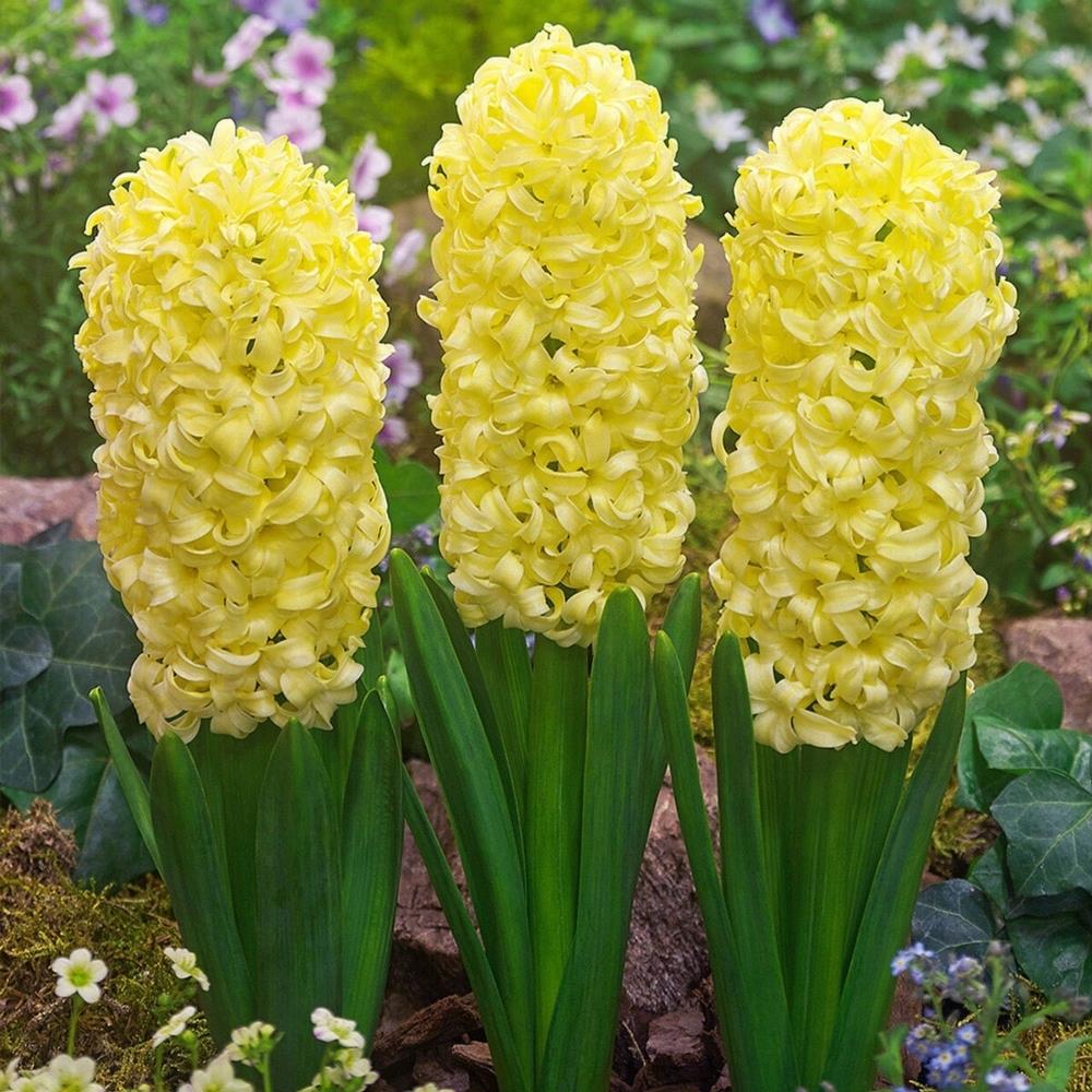 Hyacinth 'Gipsy Princess' X10