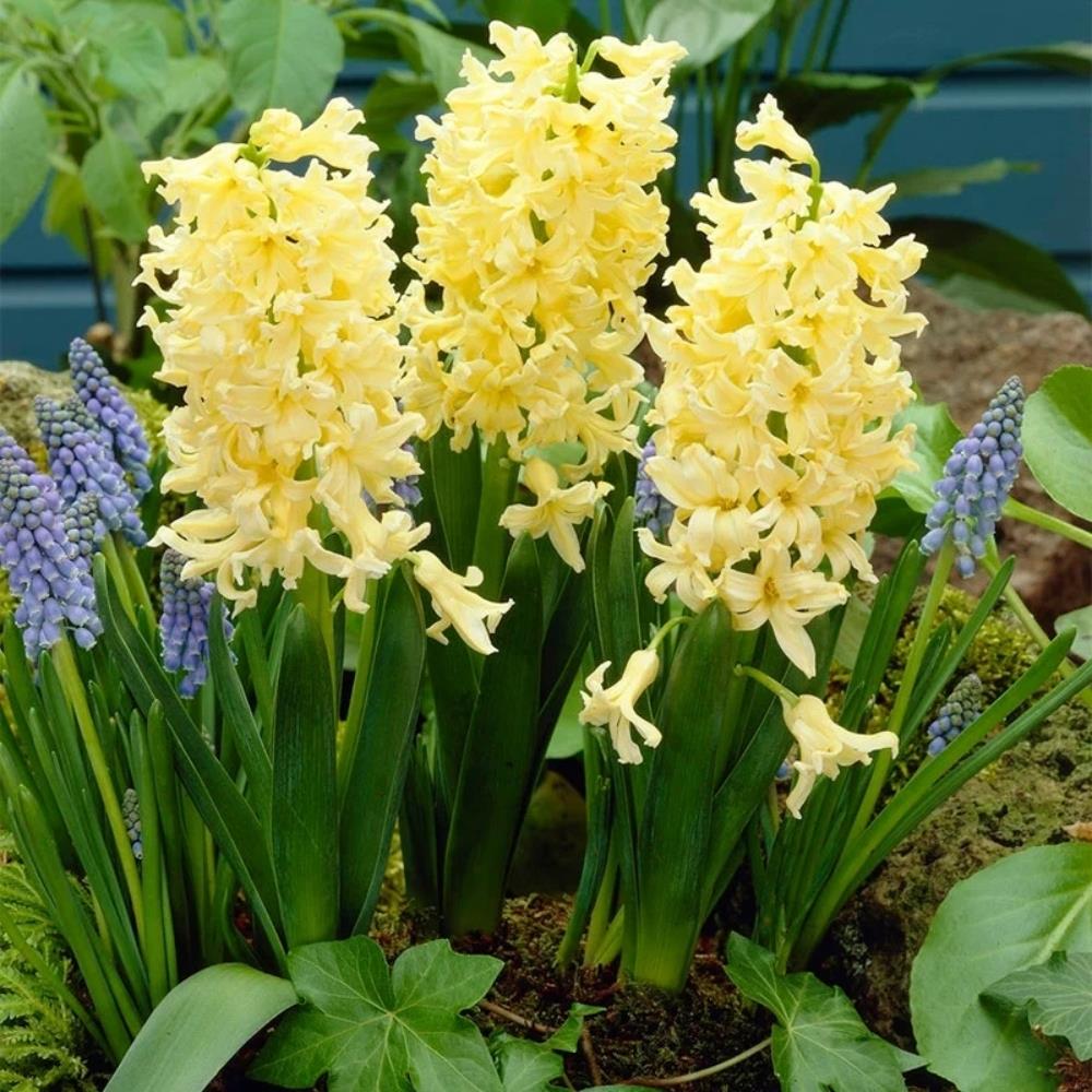 Hyacinth 'Gipsy Princess' X10