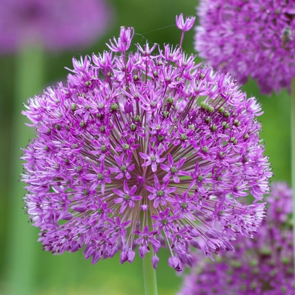 Allium Purple Sensation