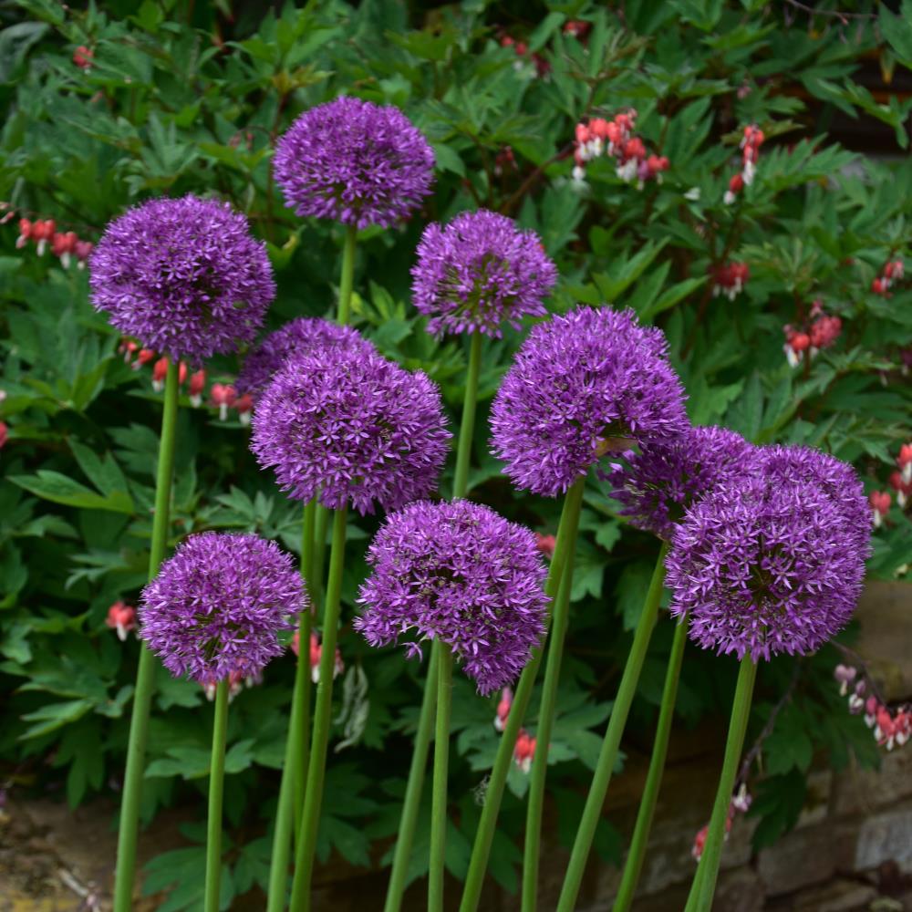 Allium Purple Sensation