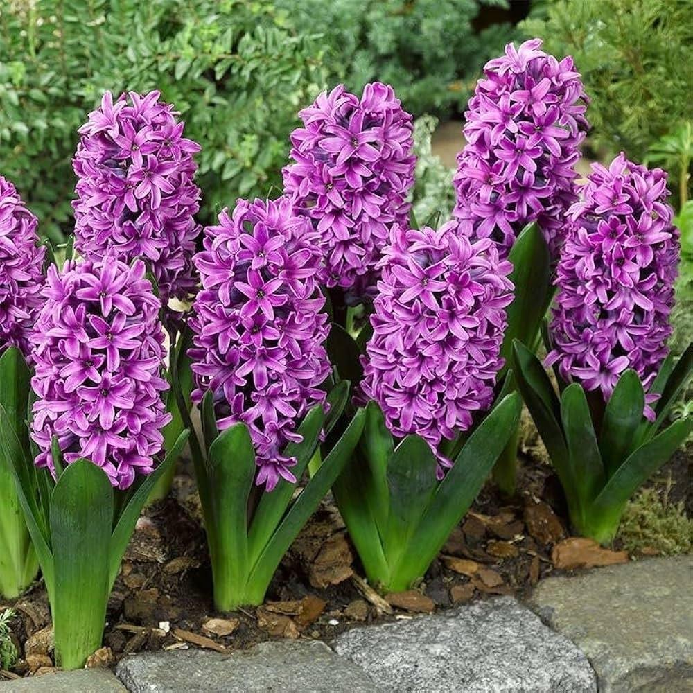 Purple and White Hyacinth Bulb Mix X10