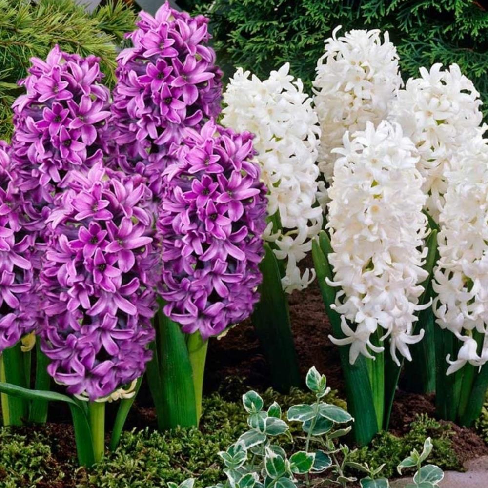 Purple and White Hyacinth Bulb Mix X10