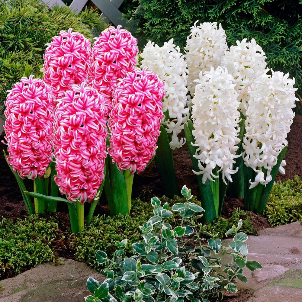 Pink Pearl and White Pearl Hyacinth Bulb Mix X10