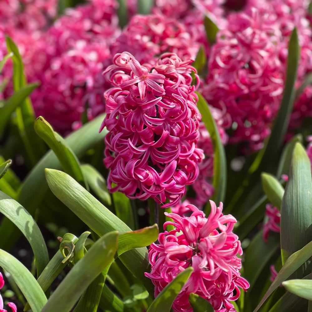 Pink Pearl and White Pearl Hyacinth Bulb Mix X10