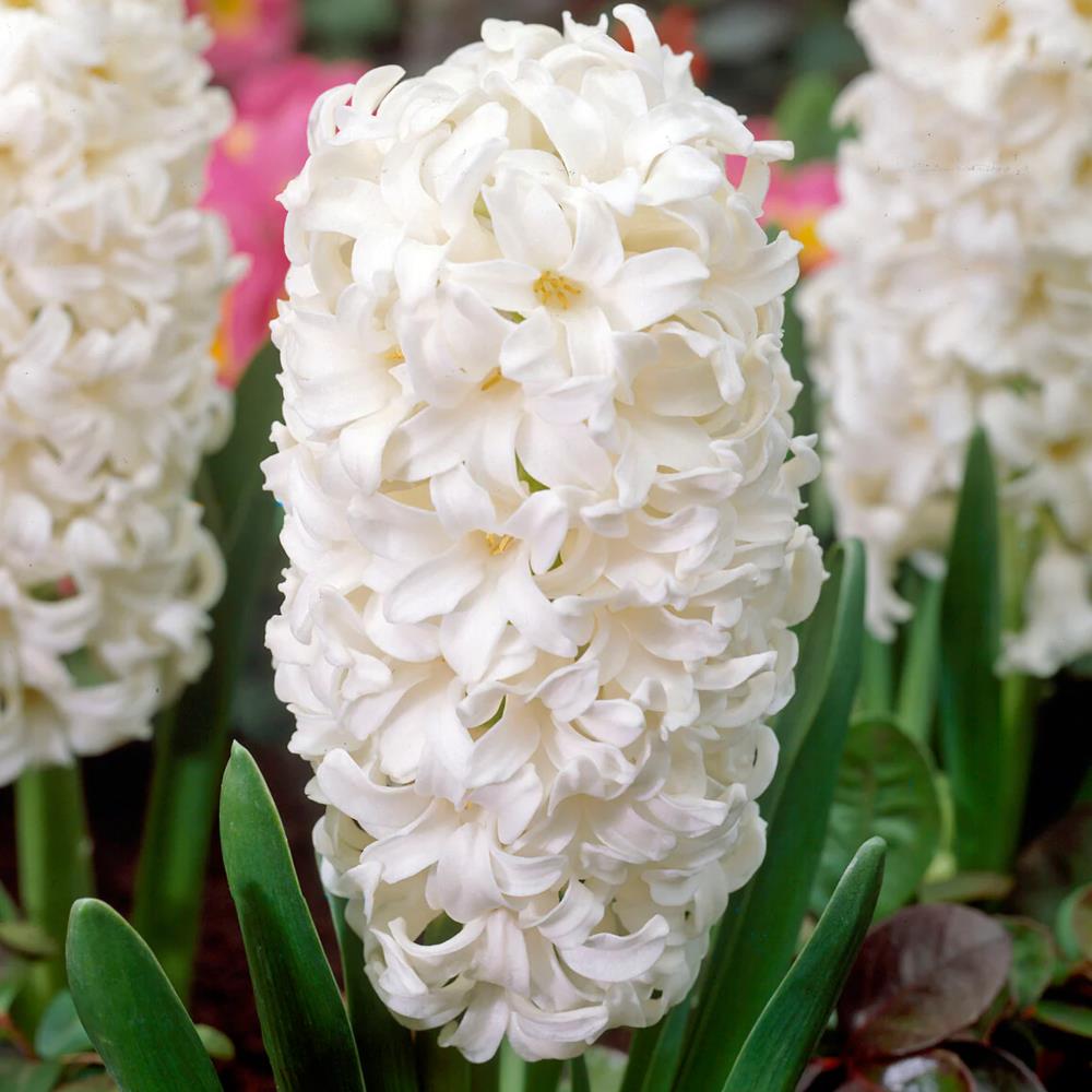 Hyacinth 'White Pearl' X10