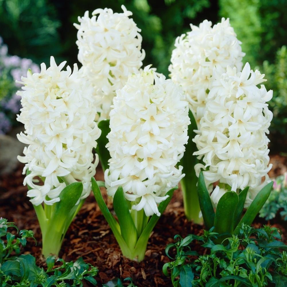 Hyacinth 'White Pearl' X10