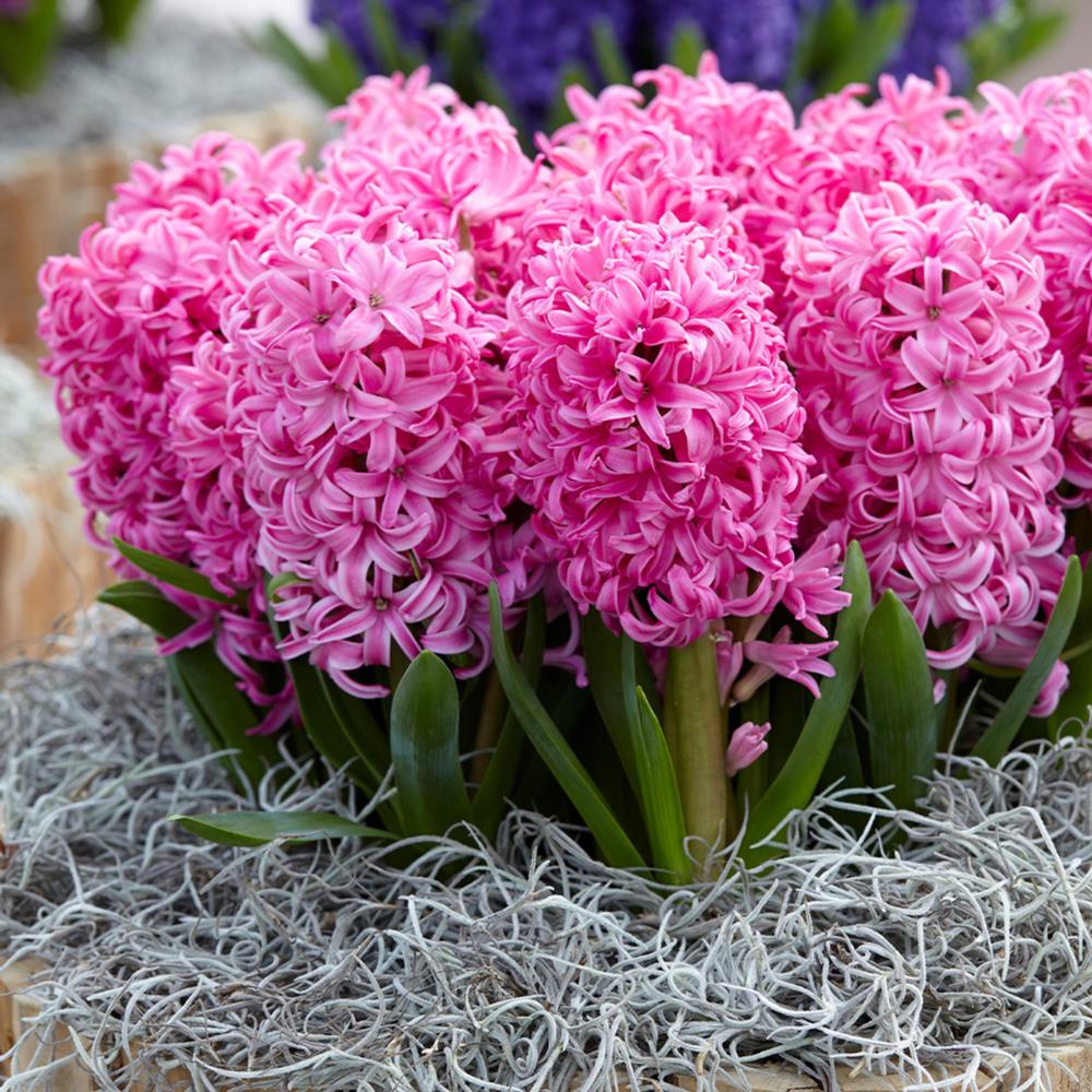 Hyacinth 'Pink Pearl' X10