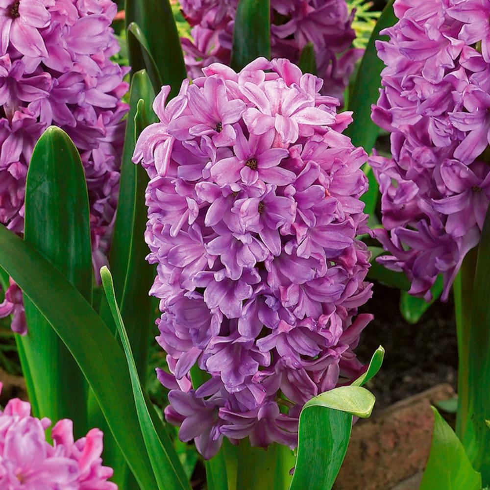 Hyacinth 'Miss Saigon' X10