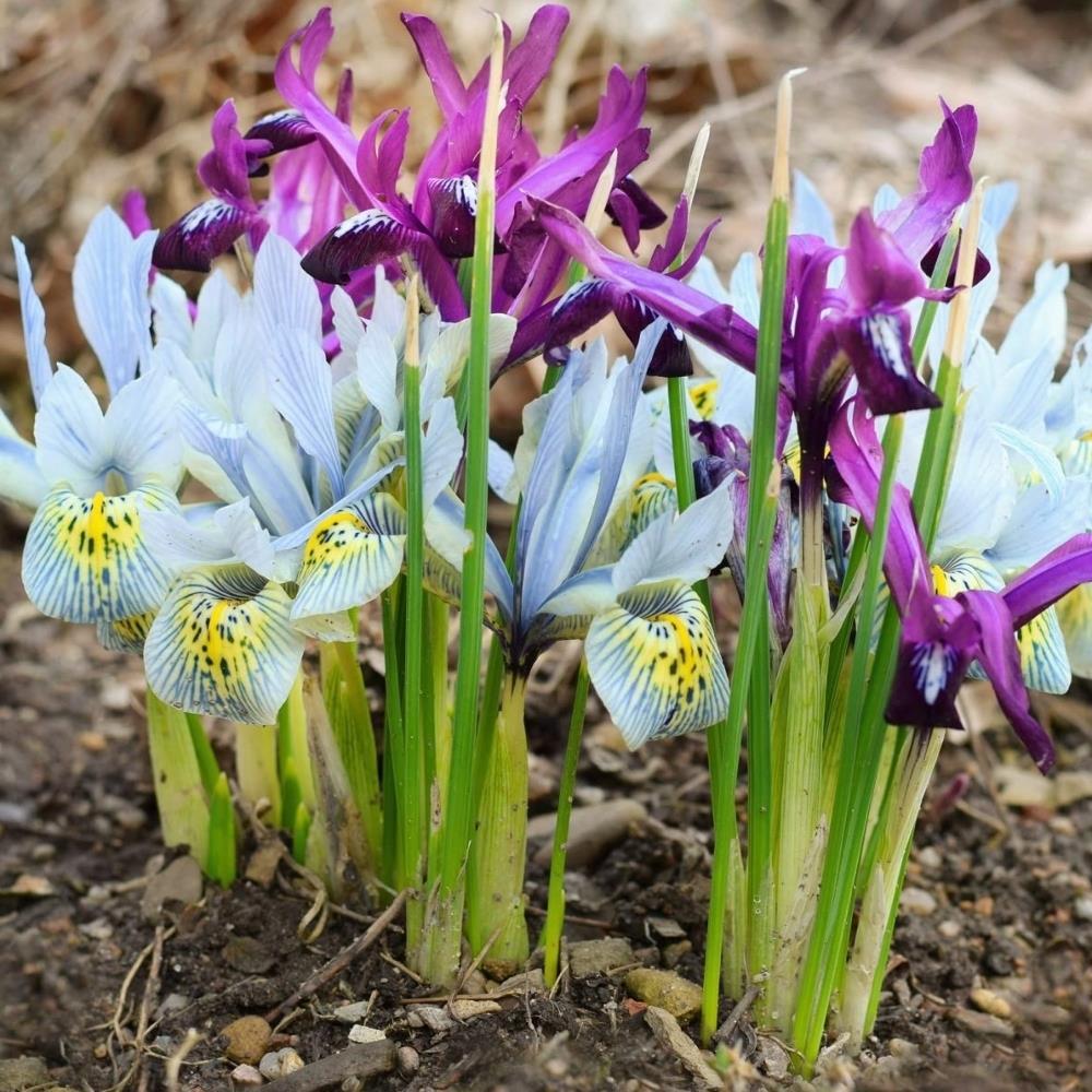 Iris Reticulata Mixed Colours X50