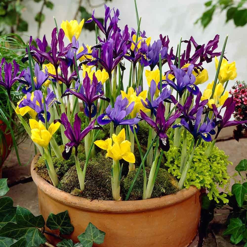 Iris Reticulata Mixed Colours X50