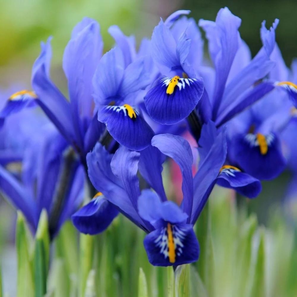 Iris Reticulata 'Mix ' X30