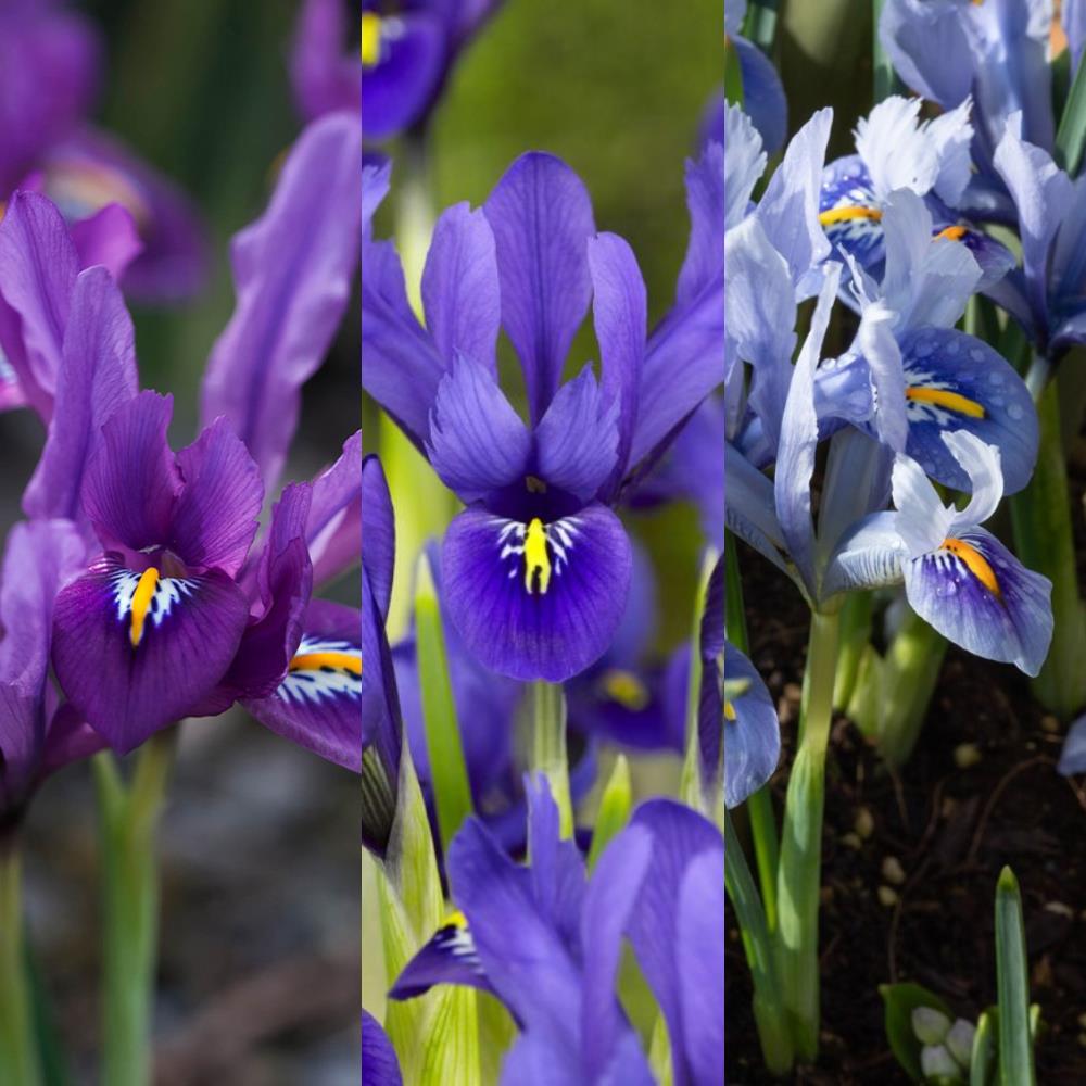 Iris Reticulata 'Mix ' X30