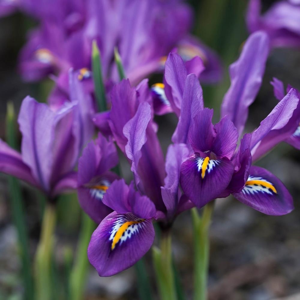 Iris Reticulata 'J.S.Dijt'