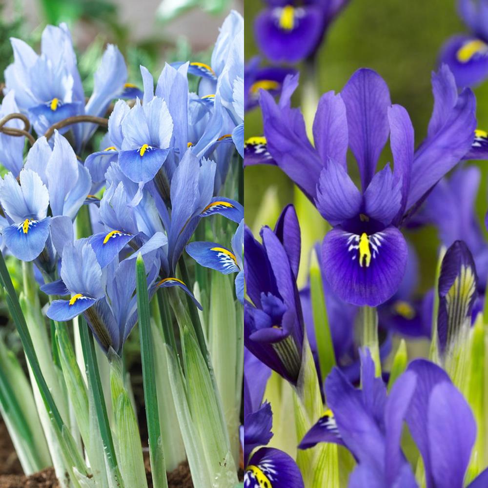 Iris Reticulata Mixed X50