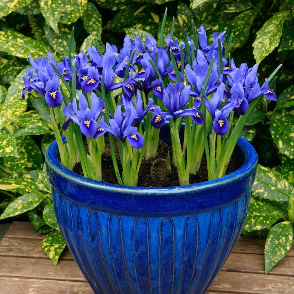 Iris Reticulata Harmony