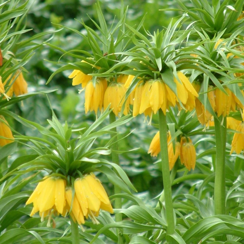 Fritillaria Imperialis 'Lutea'