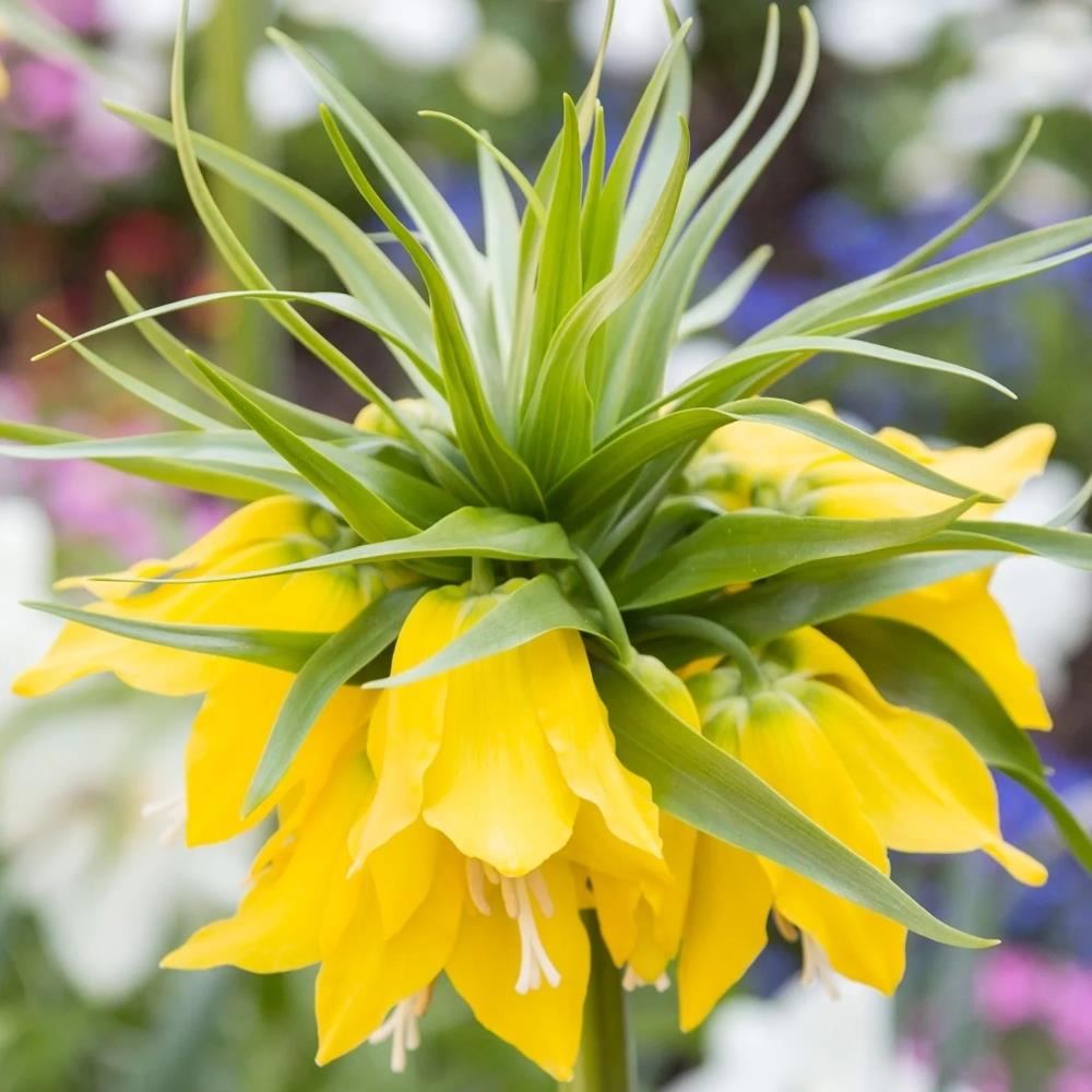 Fritillaria Imperialis 'Lutea'