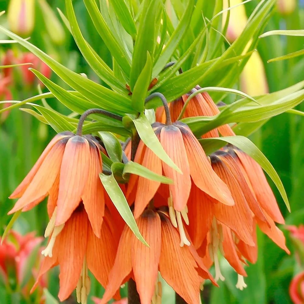 Fritillaria Imperialis 'Aurora' X3