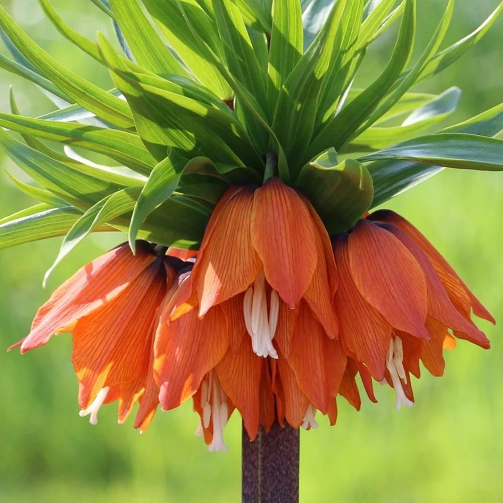 Fritillaria Imperialis 'Aurora' X3