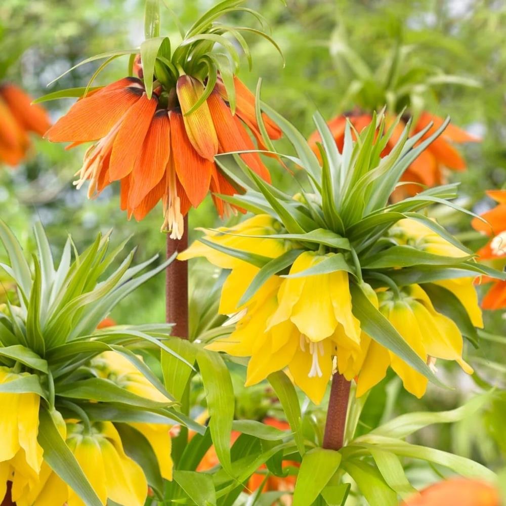 Fritillaria Imperialis Mix X6